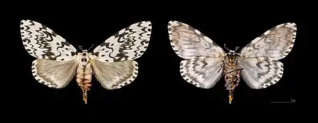 ♀