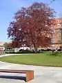 Copper beech (spring)