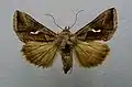 Macdunnoughia confusa