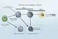 Revised Lineage Myelo-lymphoid flowchart.