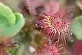 Drosera rotundifolia from the bog in Lithuania