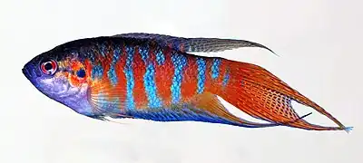 Image 1Paradise fishPhoto credit: André KarwathThe paradise fish (Macropodus opercularis) are small freshwater labyrinth fish found in ditches and paddy fields in East Asia, ranging from the Korean Peninsula to Northern Vietnam, popular within the aquarium trade.More selected pictures