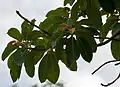 Fruit with leaves in Narsapur, Medak district, India
