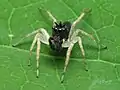 Male, dark morph