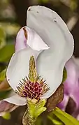 'Speciosa'