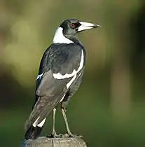 G. tibicen terraereginae, Queensland