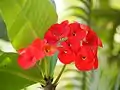 Grown in Malaysia