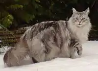 Maine Coon silver tabby