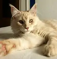Cream silver tabby Maine Coon
