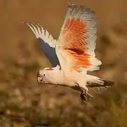Major Mitchell's Cockatoo - Mt Grenfell