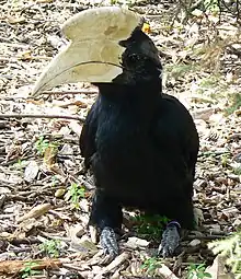 Male at London Zoo, England