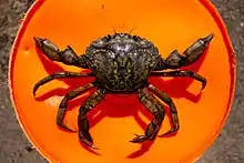 A large male C. maenas, on top of a 5 gallon bucket for scale.
