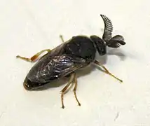 Male imago