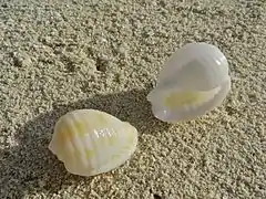 Malea pomum