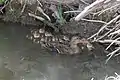 Mallard (Mexican Subspecies) (Anas platyrhynchos) with ducklings at the San Pedro House and River