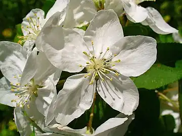 Blossoms at the Botanical Garden KIT, Karlsruhe, Germany