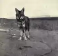 Journey
