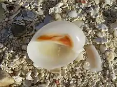 Mammilla sp.