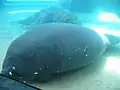 Manatee
