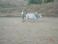 Manaung Township Agriculture