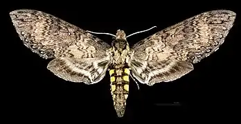 Female Dorsal side