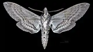 Male underside