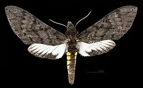 Female Dorsal side
