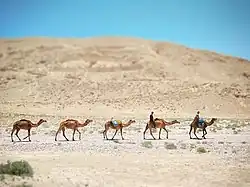 Nomads in Mangocher