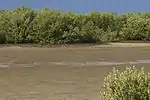 Mangrove forest in a dry lagoon near Casilda Port, Sancti Spiritus Province, Cuba