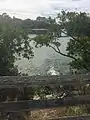 View of the mangroves from the boardwalk, Wall Springs Park.