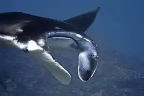 M. alfredi from Bali, Indonesia