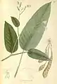 Maranta ramosissima