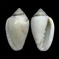 Marginella minusculaAlgoa Bay, South Africa