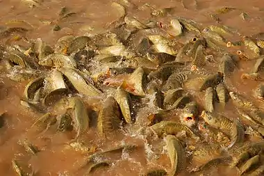 Image 21Feeding frenzyPhotograph: Luc ViatourA feeding frenzy of common carp (Cyprinus carpio) at the pond of the Agdal Gardens in Marrakesh, Morocco. Feeding frenzies may occur when predators are overwhelmed by the amount of prey available, or as a result of competition for food.More selected pictures
