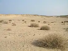 Image 40Desert scene in Egypt (from Habitat)
