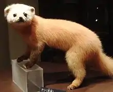 Brown mustelid with a white head on a table