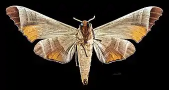 Female ventral