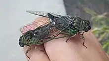 Mating N. canicularis
