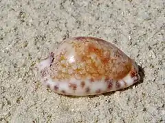 Mauritia histrio