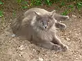 Blue male Siberian cat.