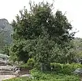 In cultivation.