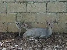 Gray cervid