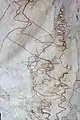 Scribbles on E.&nbsp;haemastoma