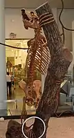 Skeleton of Edwards' koala lemur.