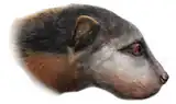 Restoration of Megalictis ferox