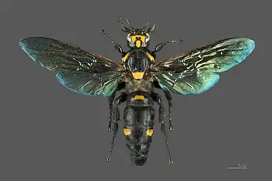 Megascolia procer, a giant solitary species from Java in the Scoliidae. This specimen's length is 77mm and its wingspan is 115mm.