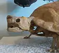 The skull of Meiolania platyceps (AMNH 29076)