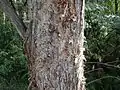 Bark