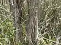 M. flavovirens bark