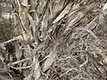 Bark